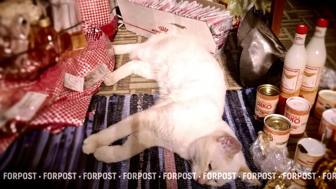 Дорогие друзья: во что обойдётся любовь к питомцам в 2026 году