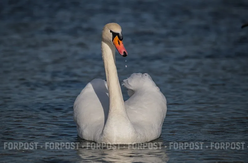 "Залётные" или коренные: откуда в Севастополь прилетают лебеди