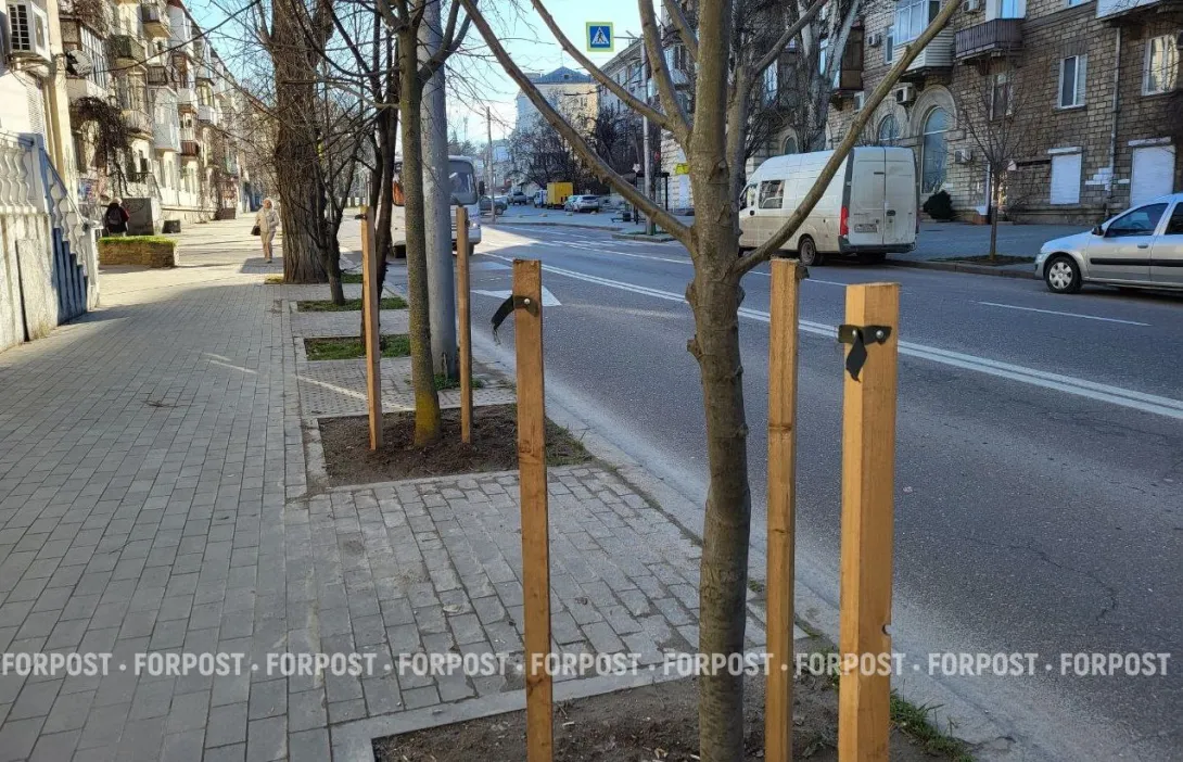 В Севастополе вандалы уничтожили защиту молодых лип на улице Гоголя