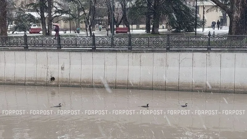 Морские охотники внезапно облюбовали столицу Крыма