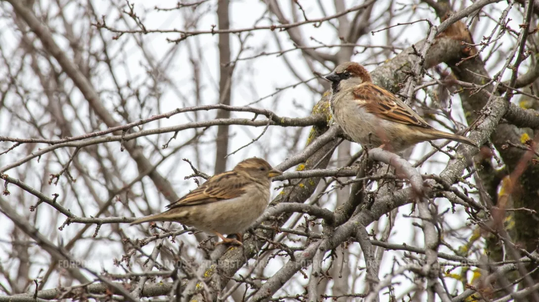 Биологи бьют тревогу — у городских воробьёв возникли человеческие проблемы