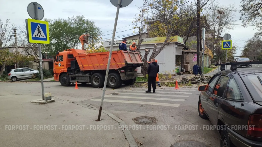 В Севастополе станет проще обрезать деревья 