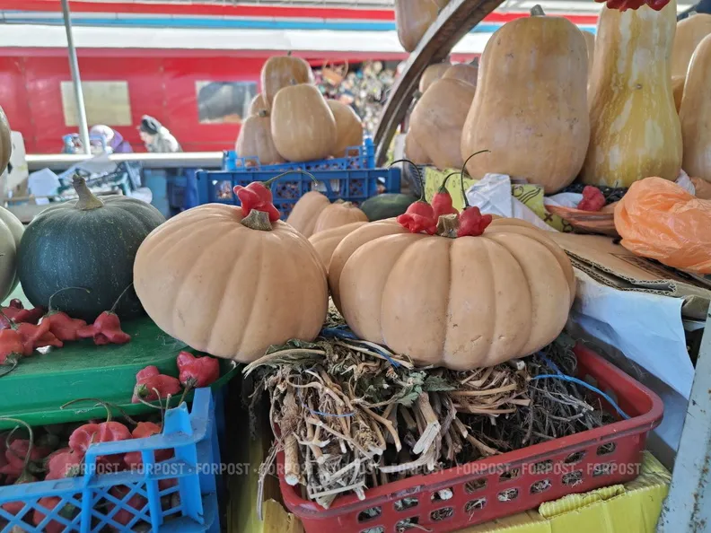 СевСети #849. Наглые голуби, удивительные пчелы и тыквы для Золушек