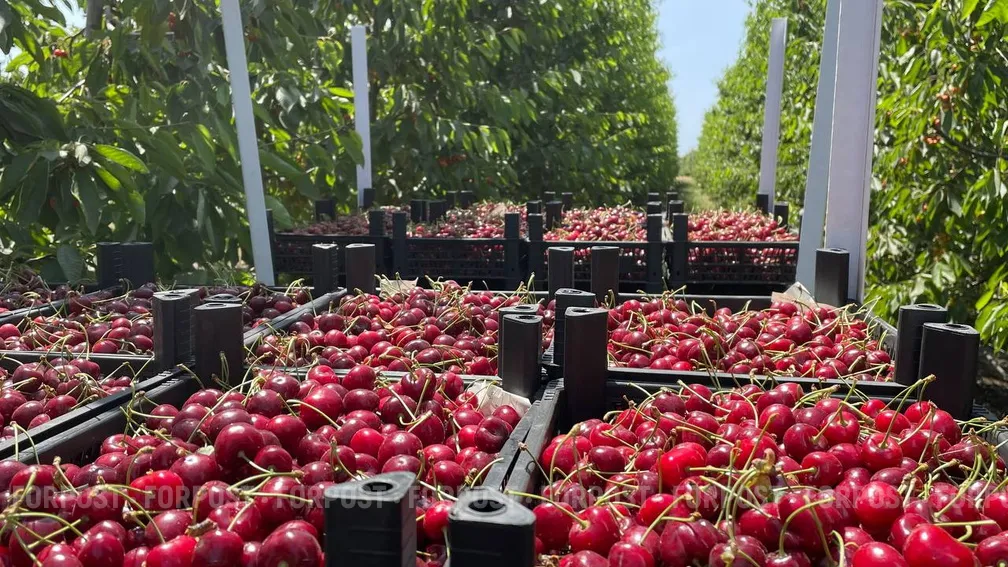 Севастополь и Крым готовят к мировому лидерству в сельском хозяйстве