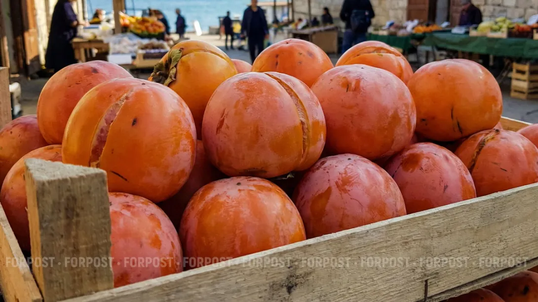СевСети #853. Хурма Русской весны и краснокнижные потери