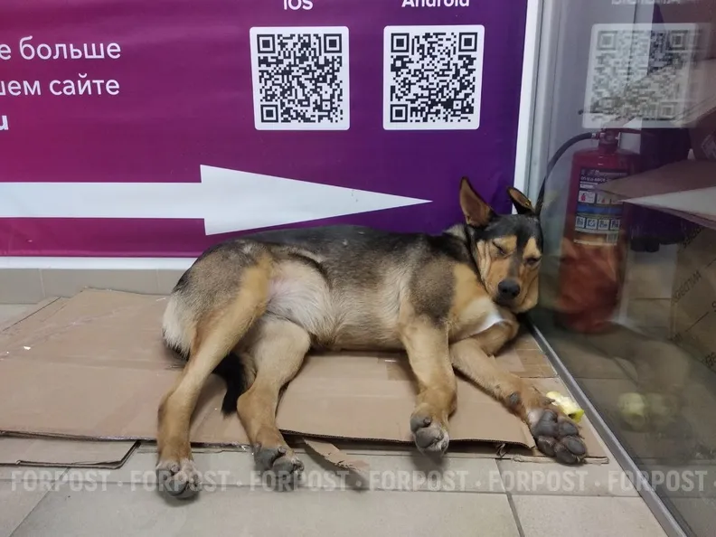 У бездомных животных Севастополя появится свой дом