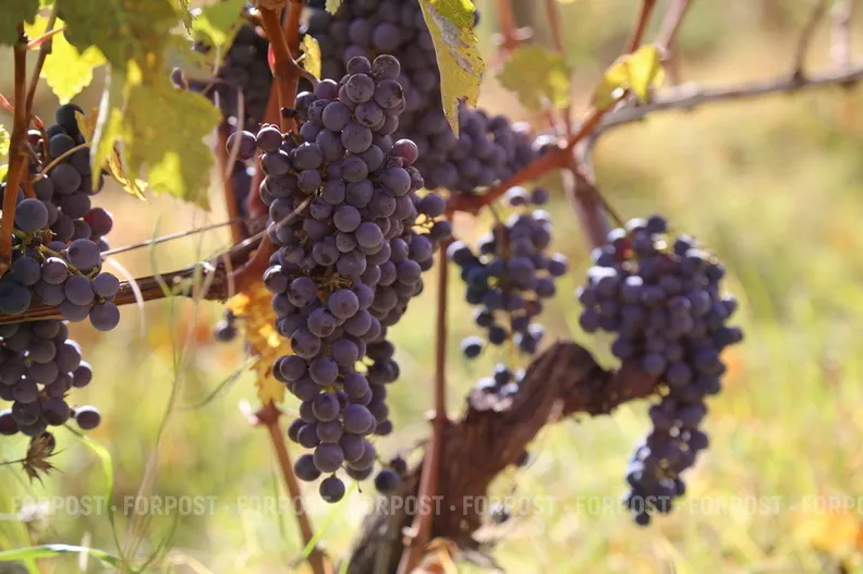 СевСети #851. Съедобные остатки и открытые люки