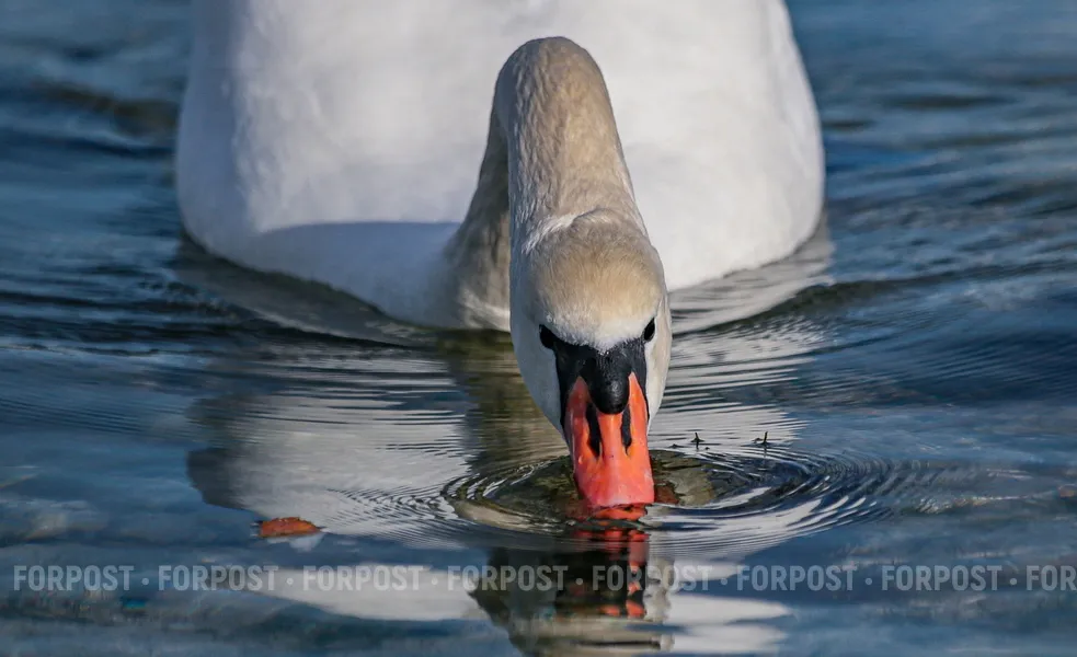 СевСети #864: Севастополь в «Матрице» и фонтаны в отопительный сезон