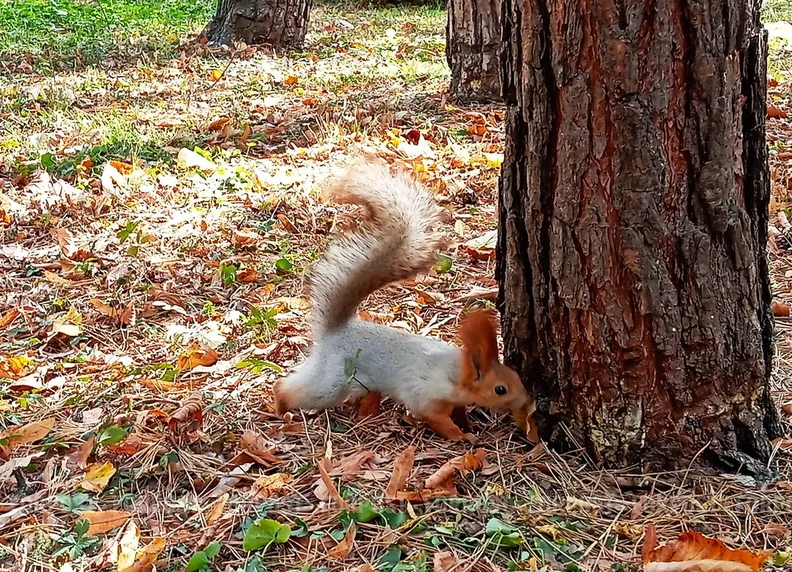 Севсети#878: Смерть от авитаминоза, необычная квартира и шантаж на Сапун-горе