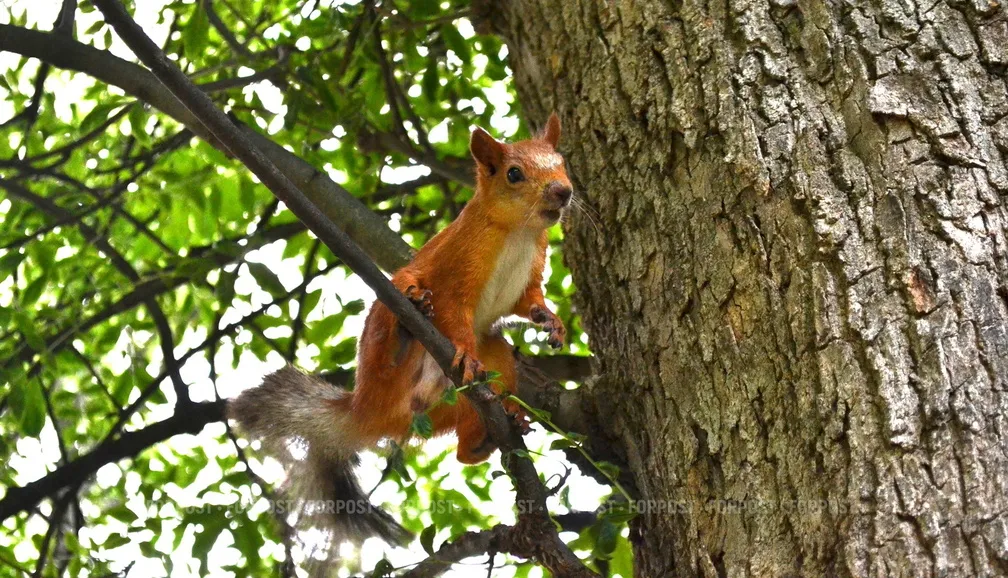 Севсети #879. Банда рыжих и происки инопланетян в Севастополе