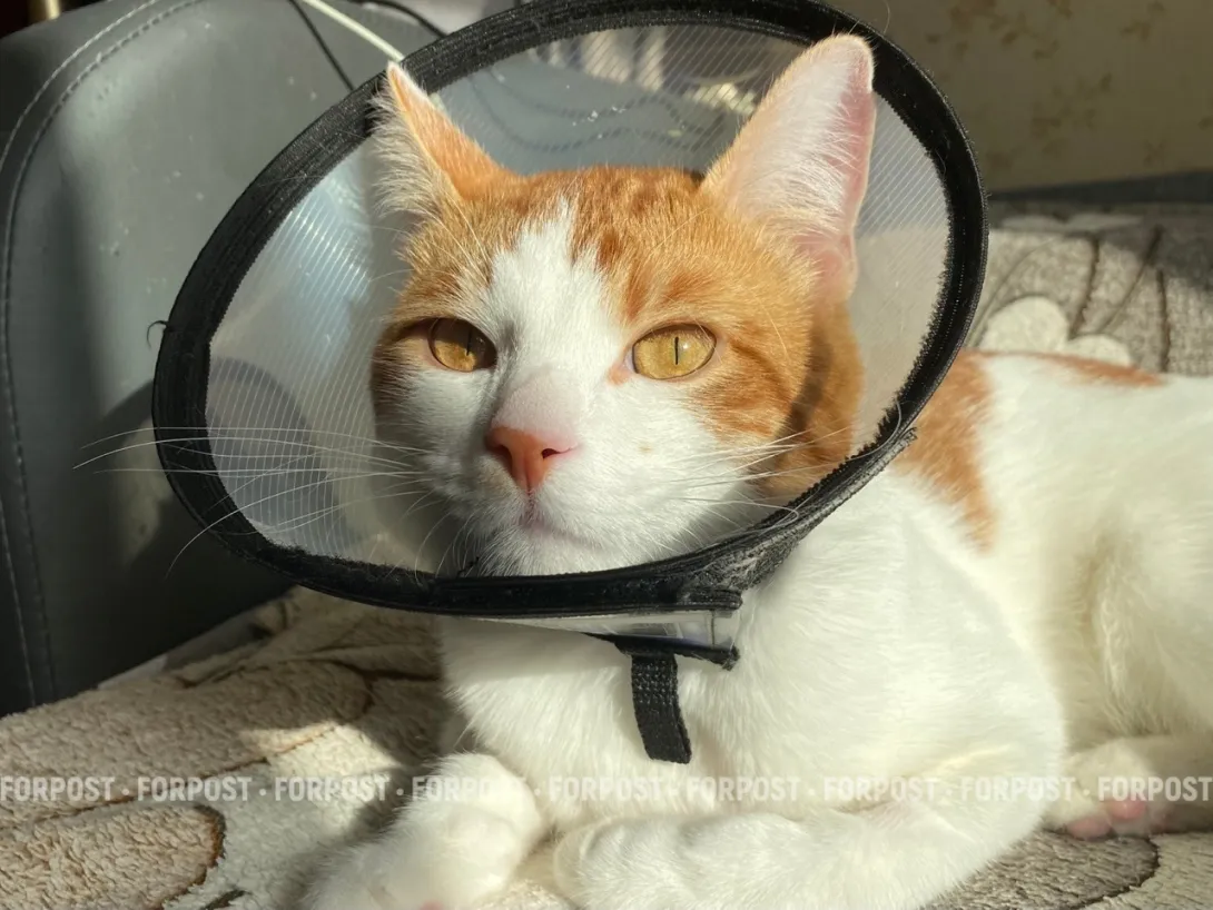 «Жалко кастрировать»: как ложная жалость к питомцам пополняет армию бездомных животных