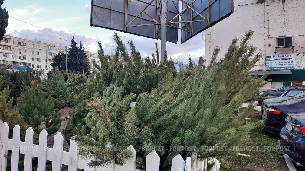 В Севастополе ёлочных базаров станет в полтора раза больше