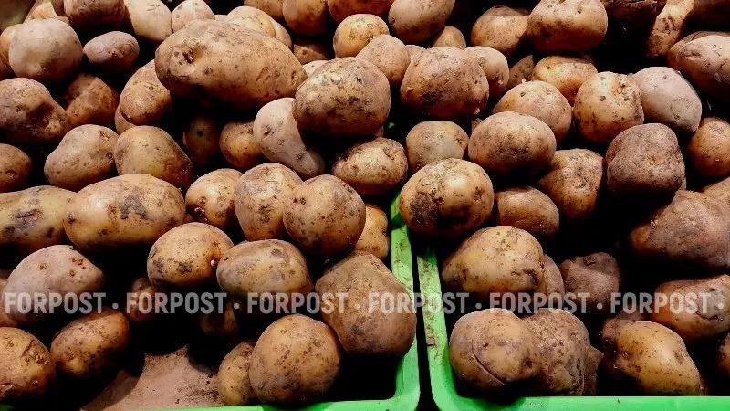 В России пытаются решить проблему слишком дешёвой картошки