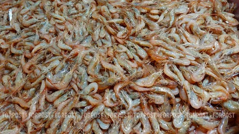 Крымские креветки за полмиллиона обернулись для рыбака уголовным делом