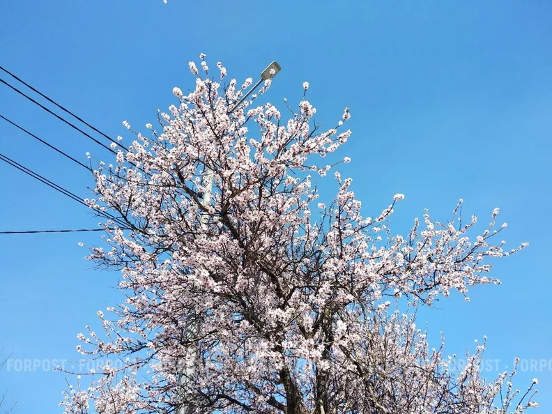 Начало марта показало севастопольцам настоящую весну