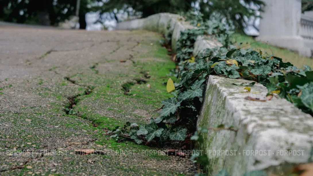 Избежит ли центр Севастополя «зелёной зачистки»