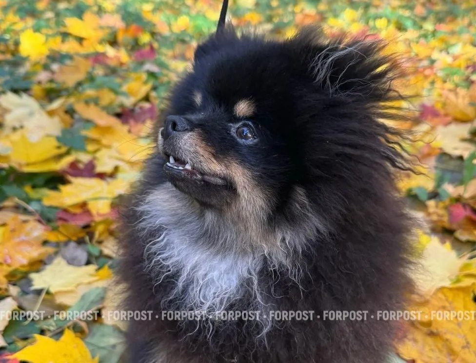 61 миллион кошек и собак — на учёт: как новая система изменит жизнь хозяев