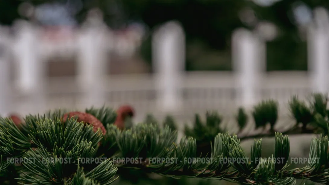 В чай и на дрова: куда крымчанам деть новогоднюю ёлку