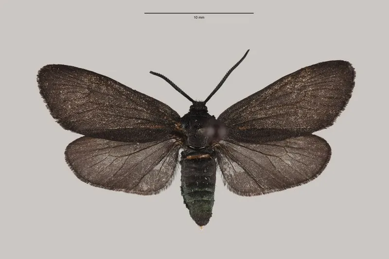 Крымский учёный помог установить новый для России вид бабочек