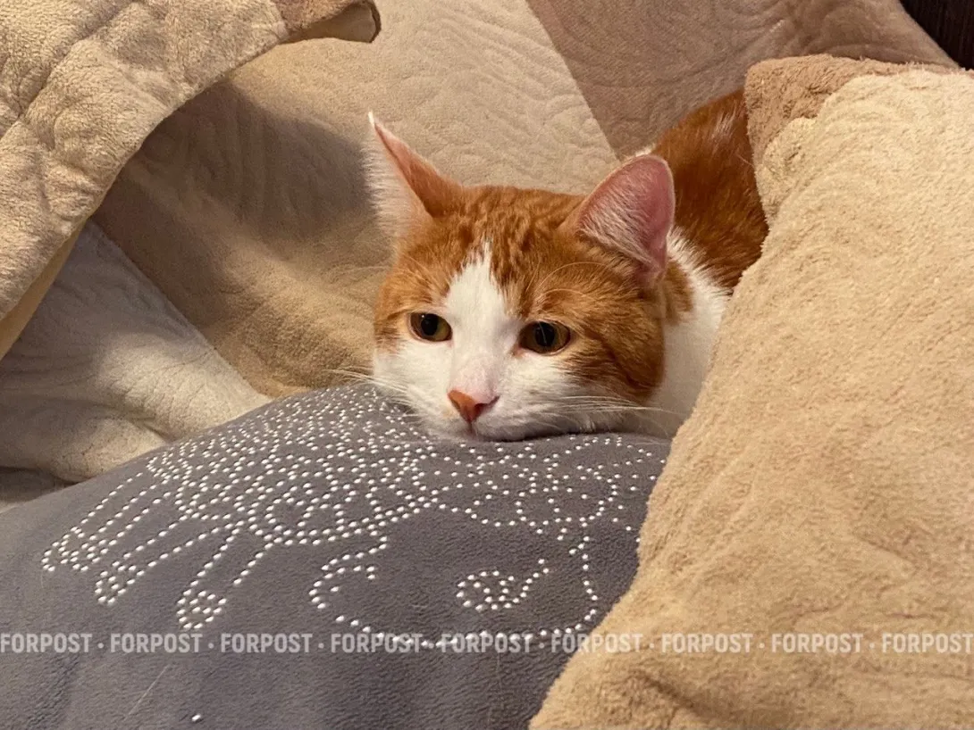 Зоопсихолог рассказала, как распознать депрессию у питомца и как ему помочь