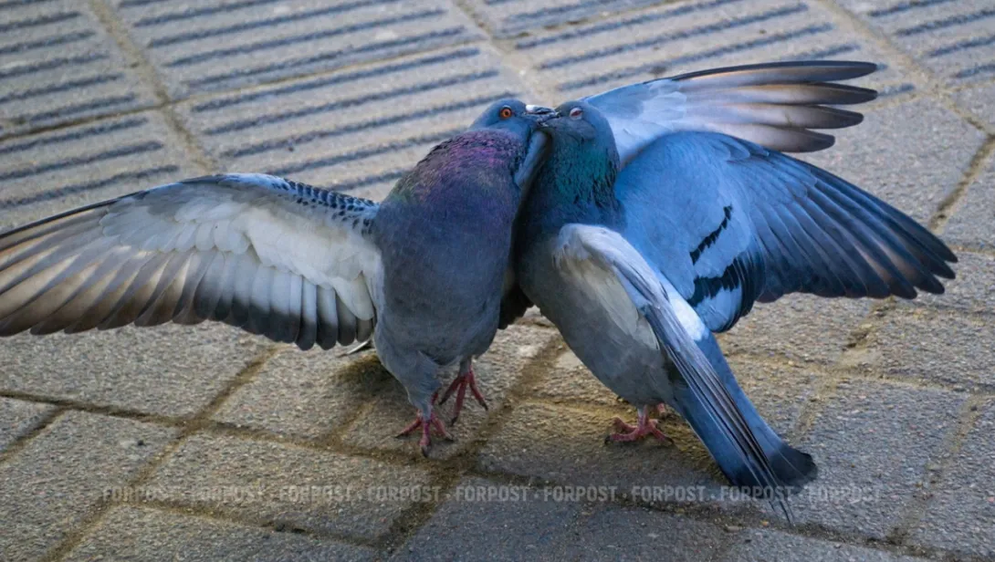 Севастопольцев предупредили о штрафах за излишнюю любовь к голубям