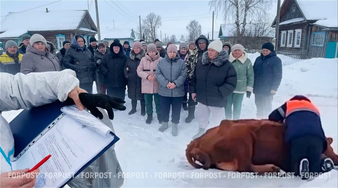 «Сердца нет»: почему в Сибири уничтожают коров и кто за это заплатит