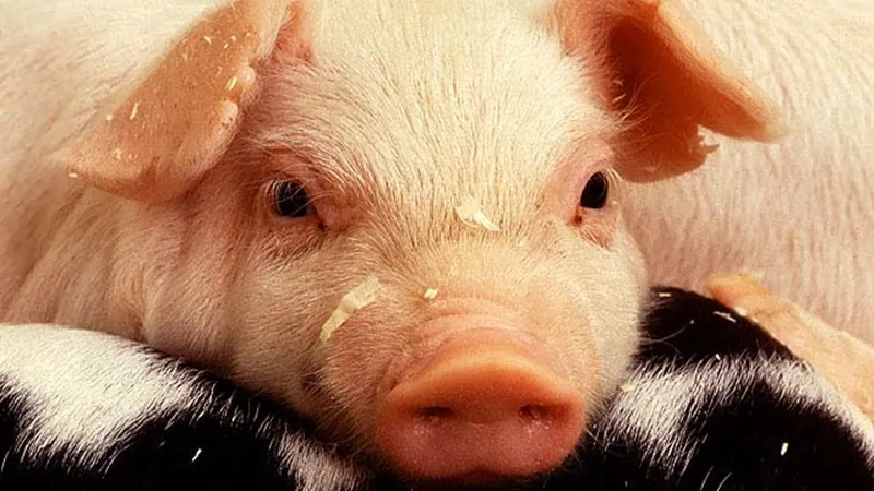 Свиньи могут определить исход выборов в Дании