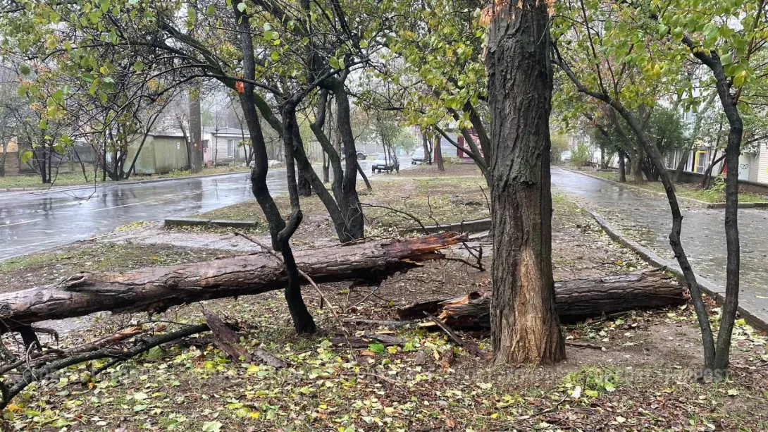 От удара упавшей ветки умерла пожилая керчанка