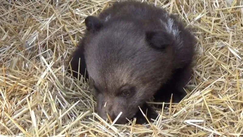 «Пушистый подарок» к Русской весне принесли крымчанам бахчисарайские медведи 