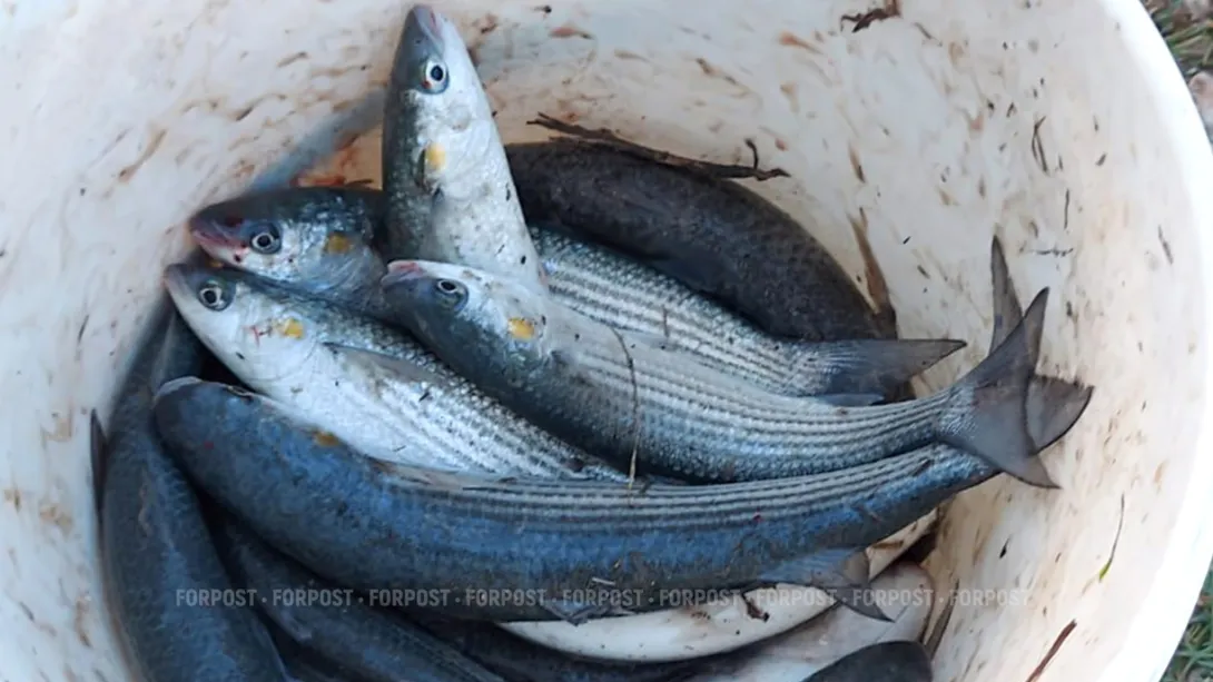 Больше 100 тысяч морских обитателей спасено в Крыму