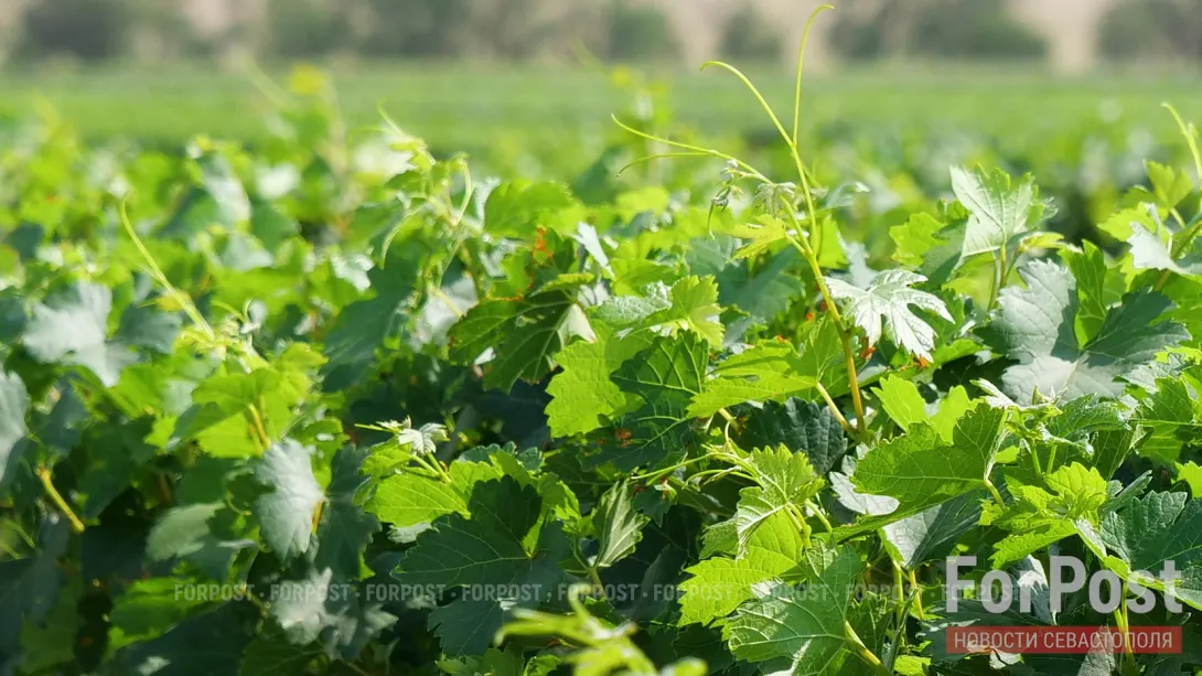 Правила ввоза саженцев в Крым и Севастополь изменятся