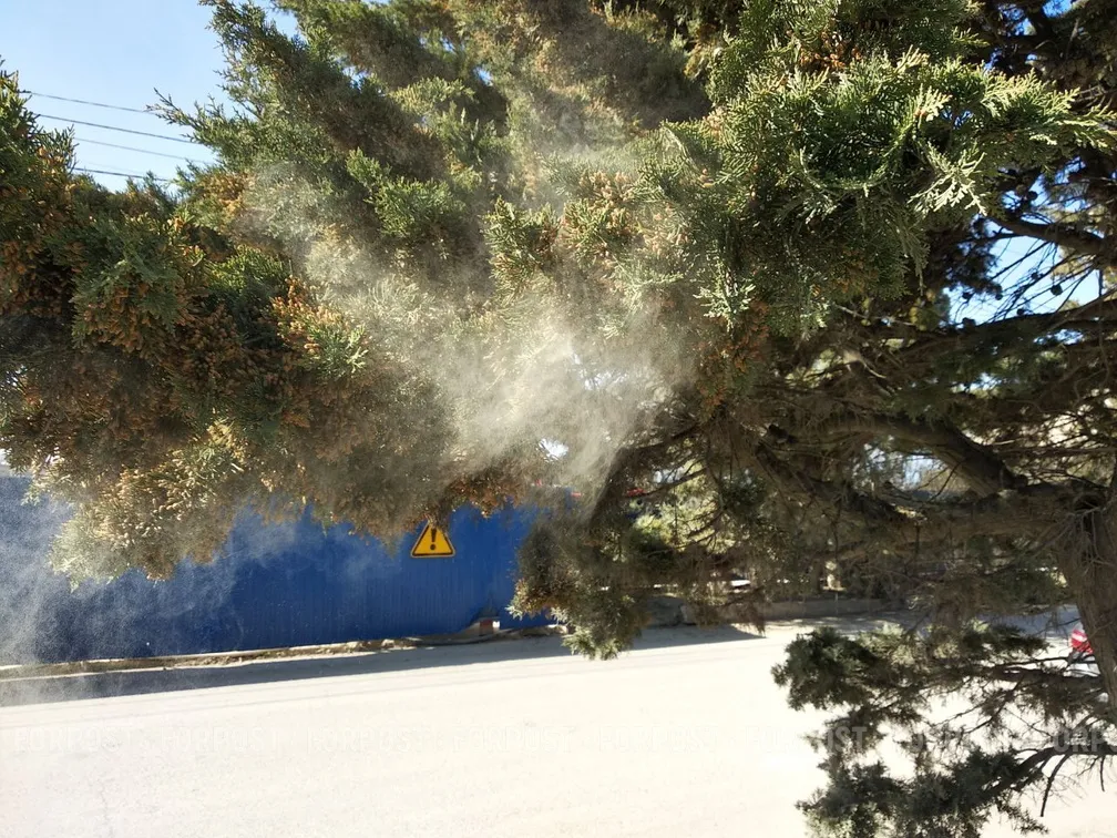 Аллергикам хотят дать право на внеплановый отпуск или удалёнку