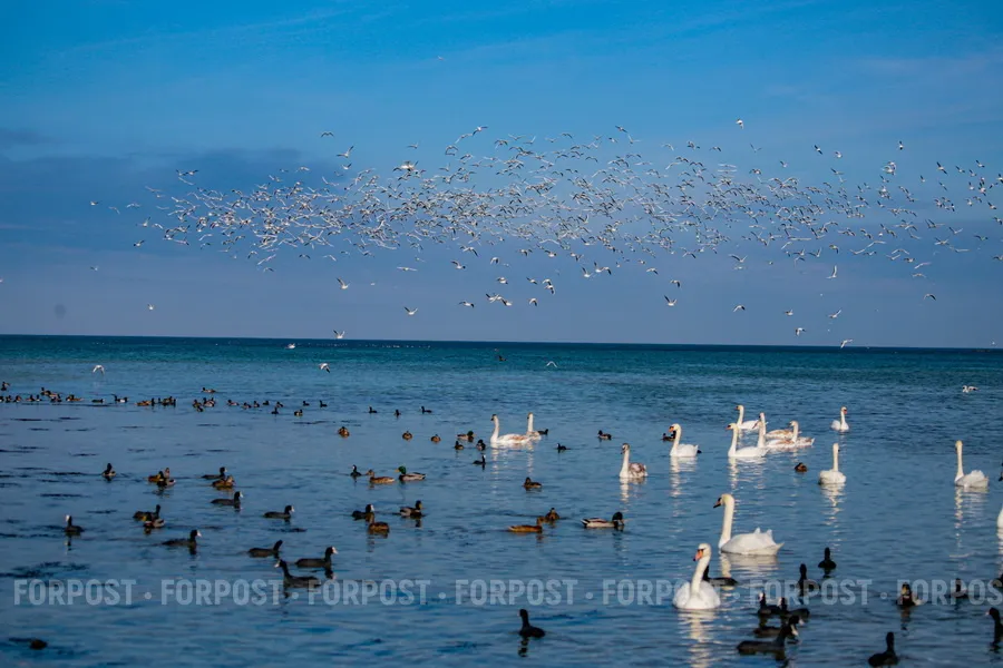 Птичьи санкции: учёный пояснил игнор Крыма крылатыми