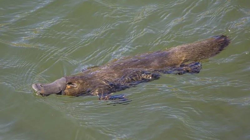 Утконосы оказались ещё удивительнее, чем о них думали раньше