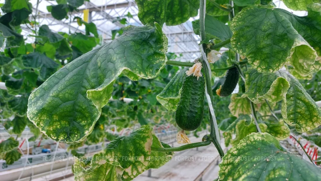 Севастопольские теплицы начали поставки огурцов на рынок