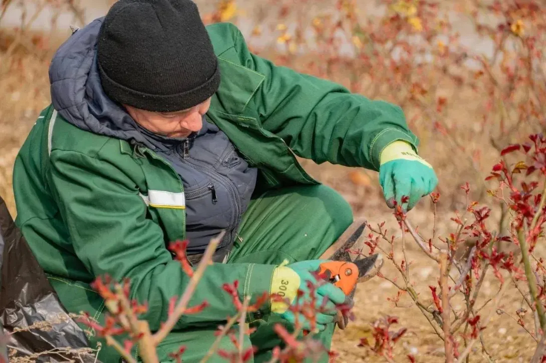 В Севастополе начали обрезку роз: где уже идут работы
