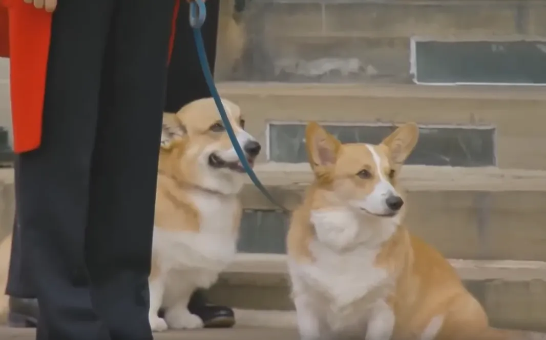 Корги Елизаветы II хотели клонировать для реалити-шоу