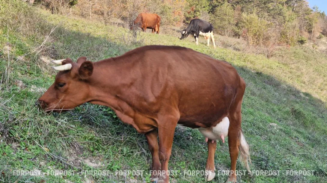 Чума, грипп и кошелёк фермера: компенсации за скот поставят в зависимость от чистоты хозяйства