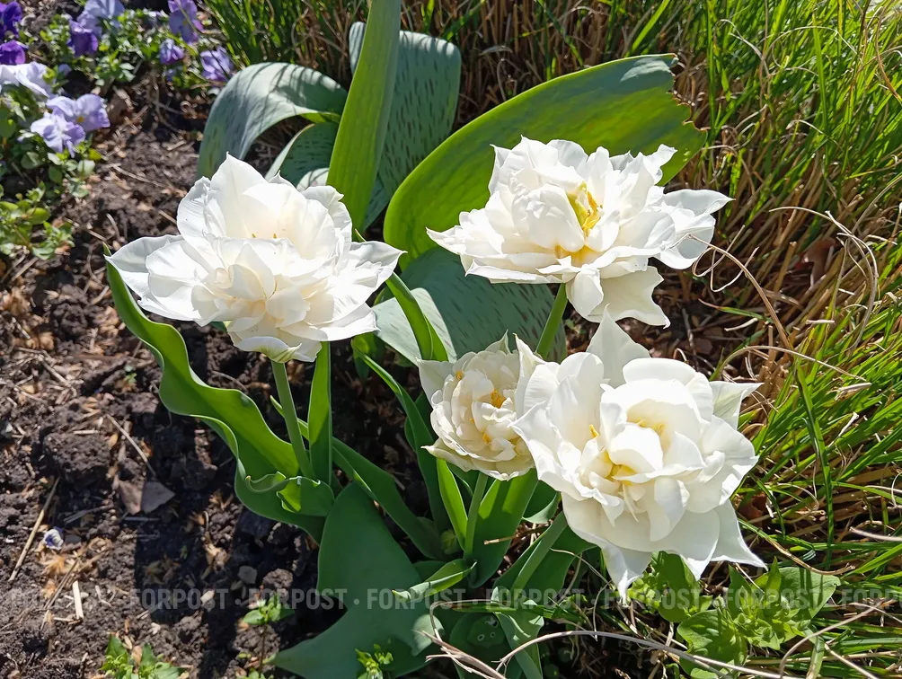 Никитский ботанический сад идёт на тюльпановый рекорд