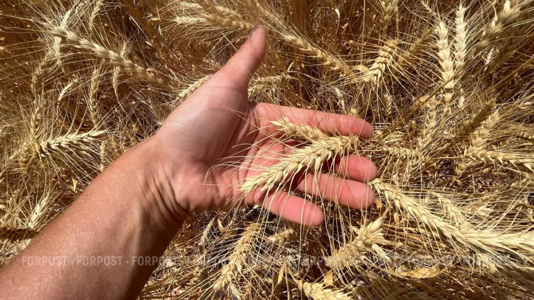 Феодосийцы должны принять решение о зерновом терминале