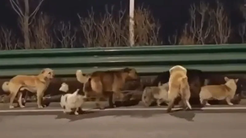 В Китае восхищаются стаей собак, сбежавших от хотевших их съесть гурманов