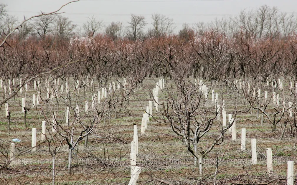 Крым пять лет в составе России прожил без рейдерства