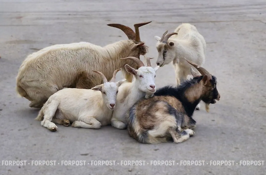 В Севастополе стая собак загрызла сорок коз: чего бояться людям?