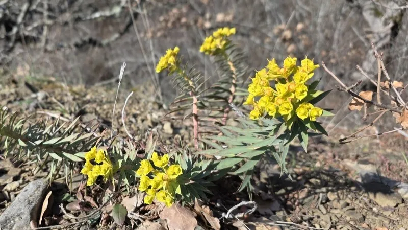 Опасно красив: где в Крыму зацвело редкое и ядовитое растение