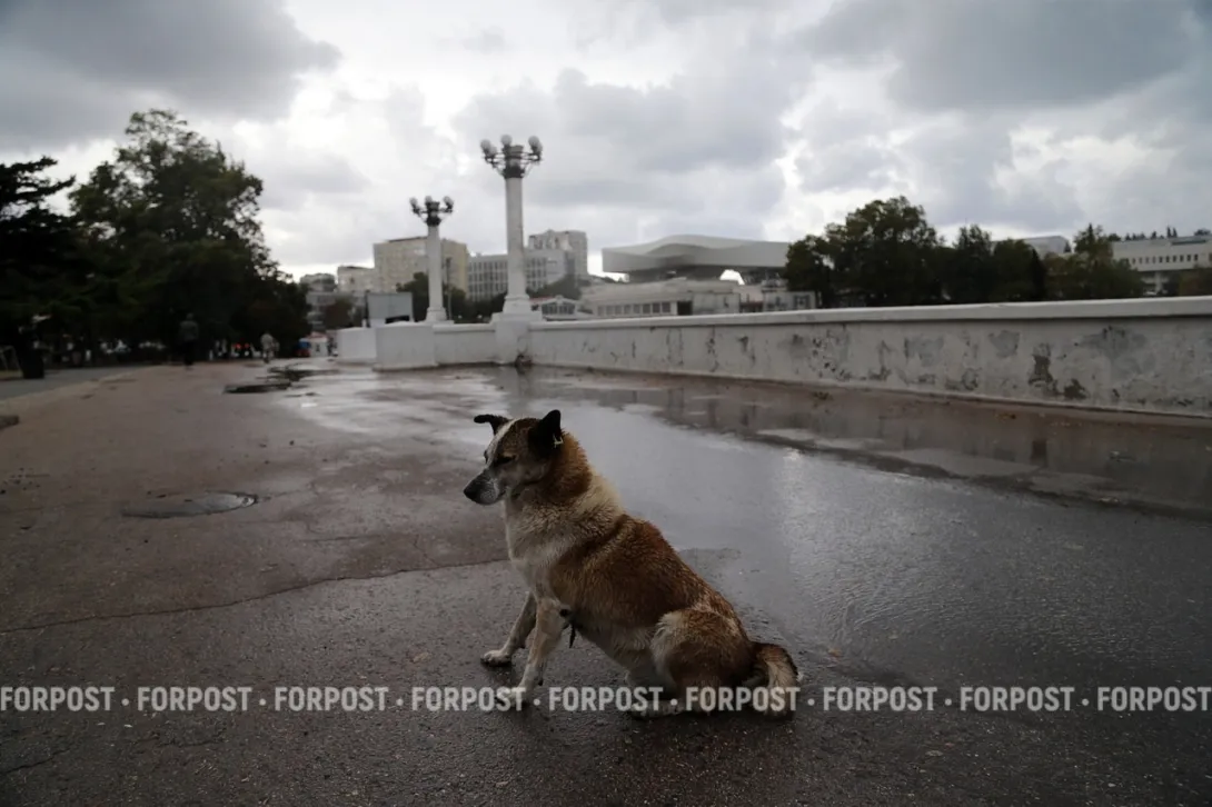 Собака год живёт под землёй в коллекторе: почему ей не могут помочь?