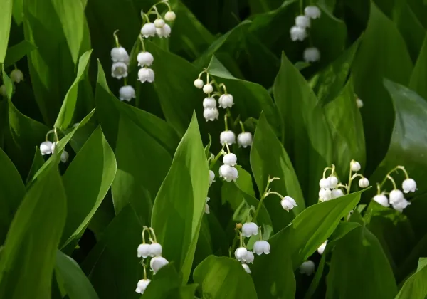 Биолог предупредил о смертельной опасности ландышей