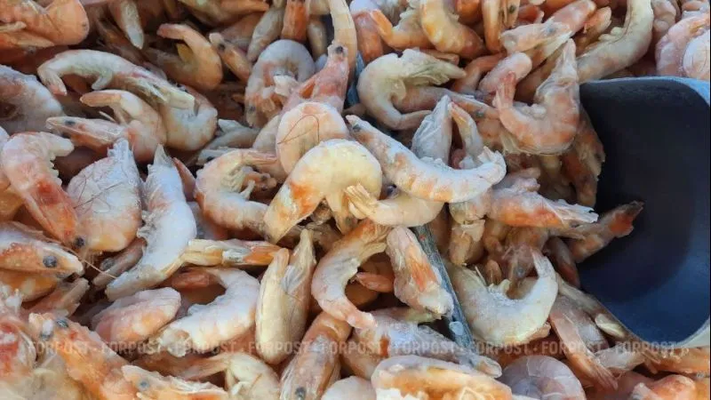 Чем Азовское море приглянулось неожиданной гостье из Тихого океана 