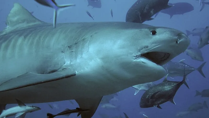 Перевозка наркотиков в Карибском море привела к появлению акул-наркоманов