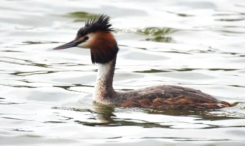 Как несъедобная утка из Крыма стала символом года в России