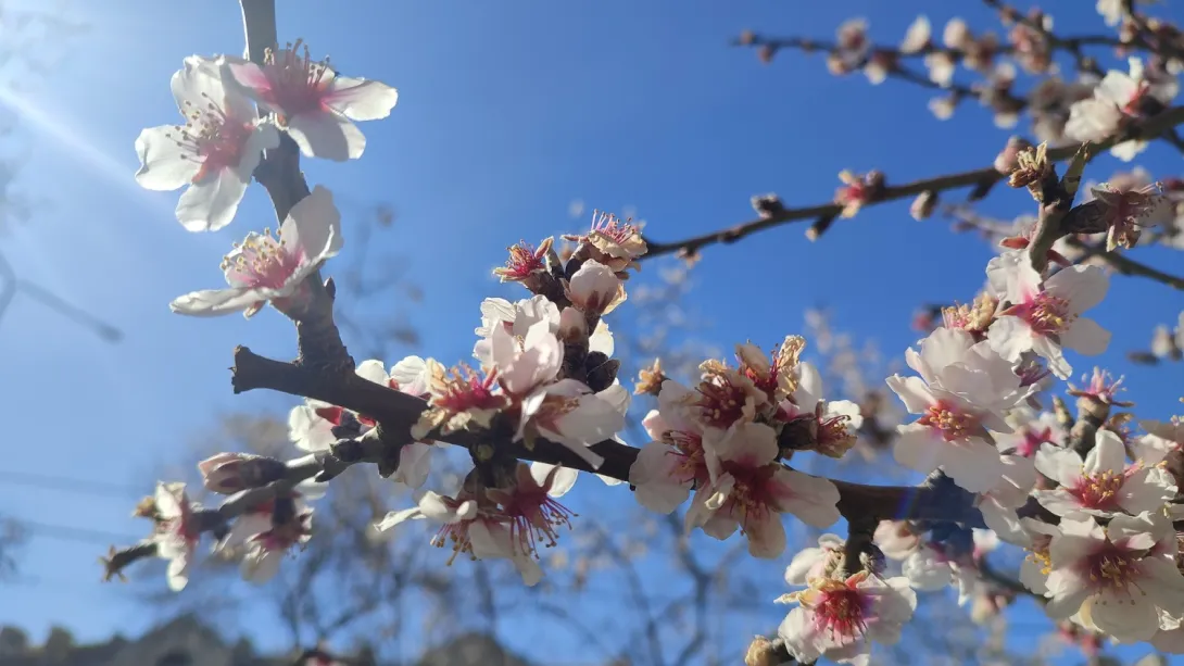 Севастополь расцветает под пасмурным небом
